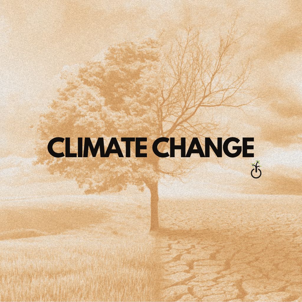 Caterina’s Article